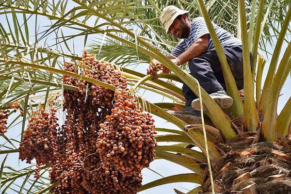 پیش بینی برداشت ۱۲ هزار تن خرما از نخلستان‌های استان