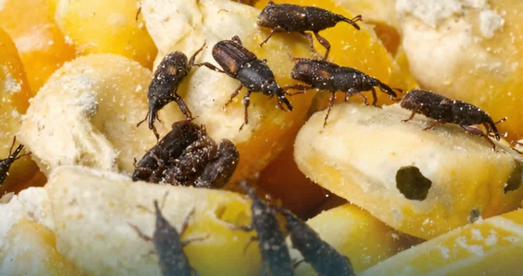 اقدام دادستانی یزد برای حل معضل حشرات در بلوار جمهوری