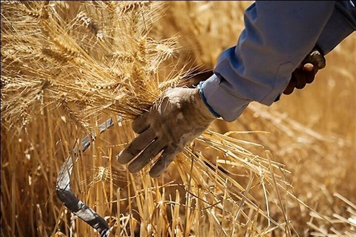پیش بینی خرید ۶ هزار تن گندم در استان یزد
