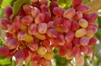 صادرات مستقیم پسته از استان یزد به اروپا