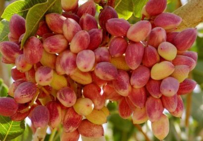 صادرات مستقیم پسته از استان یزد به اروپا